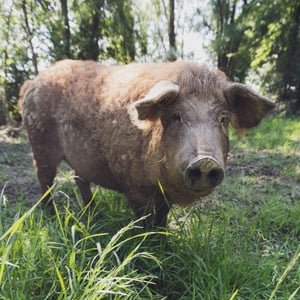 nov_site_pres lou rey du cochon