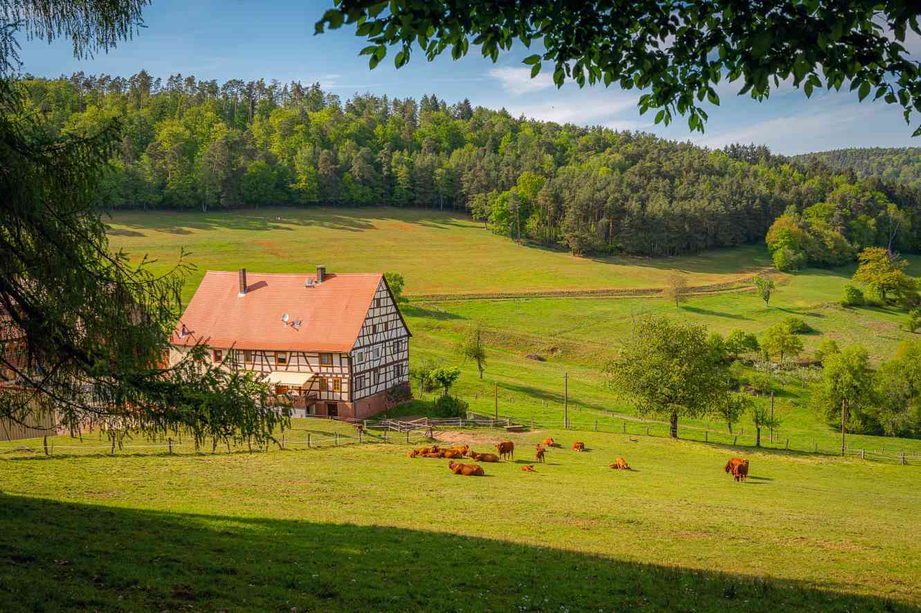 jolie ferme du pays basque avec troupeau de vaches